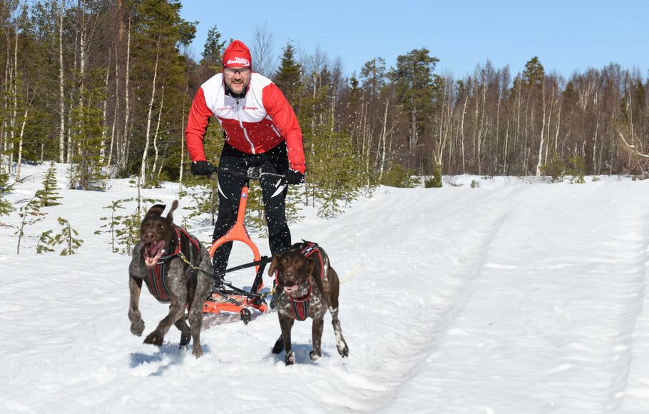 Trottinette des neiges avec un chien